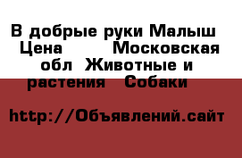 В добрые руки Малыш › Цена ­ 10 - Московская обл. Животные и растения » Собаки   